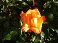 a93ab017-Picture 4110.jpg
